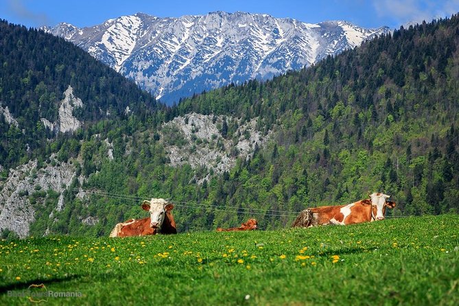 3-Day Tour from Bucharest: Transylvania Villages and Medieval Towns - Day 3: Brasov’s medieval center plus a cable car moment