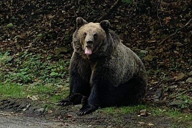 Adventure trip to Transylvania in 3 days from Bucharest - Muntele Tampa bear time: ranger-led forest viewing without the tourist trap feel