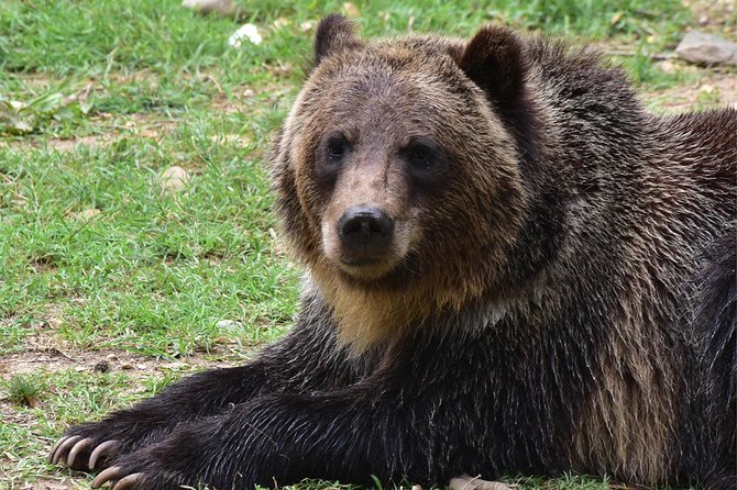 Bear Sanctuary and Dracula's Castle, 1-day Private Tour - Bran Castle at Ground Level: History That Helps You Read the Place