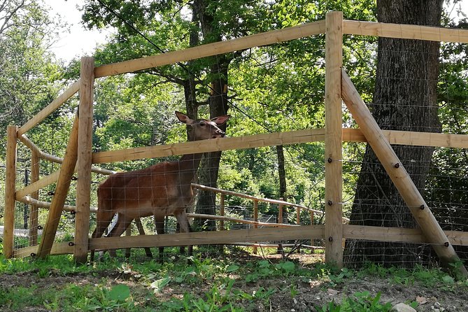 Bear Sanctuary and Dracula's Castle, 1-day Private Tour - What to Wear and Bring: Shoes Matter More Than You Think