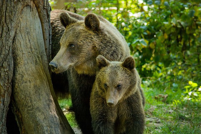 Bear Sanctuary and Dracula's Castle, 1-day Private Tour - What You’ll Hear About the Bears (and How It Feels In Real Life)