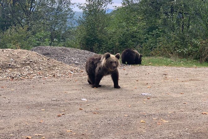 Bear Sanctuary & Rasnov Fortress - Private day tour from Bucharest - Rasnov Citadel: Fortified Heights Above Ottoman Invasion Fears