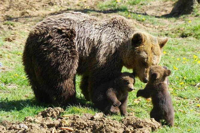 Bear Sanctuary & Rasnov Fortress - Private day tour from Bucharest - Price and What $184.62 Covers (and Why It Can Be Worth It)