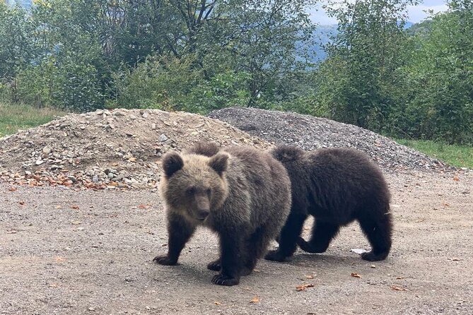 Bear Sanctuary & Rasnov Fortress - Private day tour from Bucharest - Comfort Stops, Food, and Photo Strategy