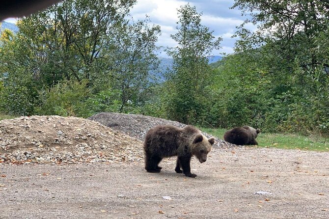 Bear Sanctuary & Rasnov Fortress - Private day tour from Bucharest - Who This Tour Fits Best (And Who Might Want Another Option)