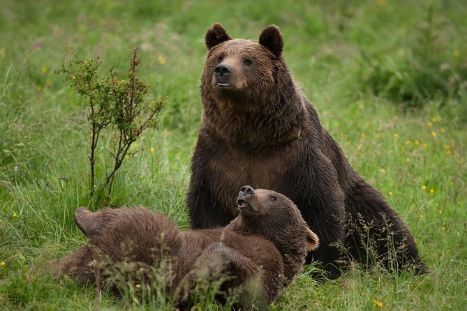 Bear Sanctuary & Rasnov Fortress - Private day tour from Bucharest - Early Pickup and the Reality of a 10-Hour Day
