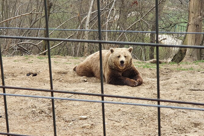 Bears Sanctuary, Dracula Castle and Brasov City - Full Day Trip from Bucharest - Getting from Bucharest: a private day-trip rhythm
