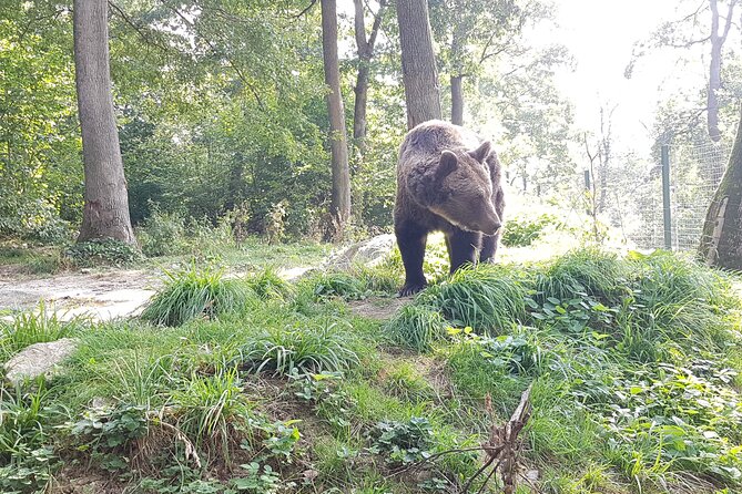 Bears Sanctuary, Dracula Castle and Brasov City - Full Day Trip from Bucharest - Liberty Bear Sanctuary in Zărnești: real rescue stories in the woods