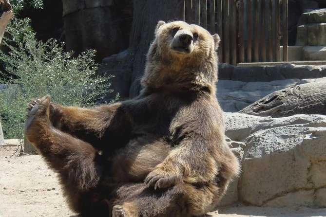 Bears Sanctuary, Dracula's Castle, Brasov Day Trip Private Tour from Bucharest - Why This Private Transylvania Day Trip Works So Well From Bucharest