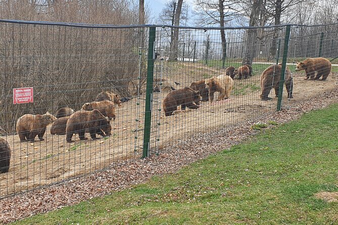 Bears Sanctuary, Dracula's Castle, Brasov Day Trip Private Tour from Bucharest - Should You Book This Private Tour?