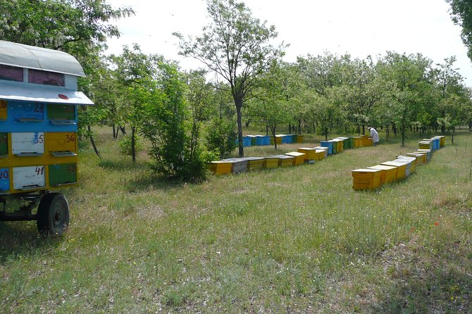 Bees Adventure in Romania - Private Day Trip from Bucharest - Lunch in the countryside and honey tasting for dessert