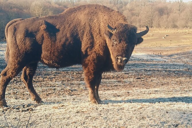 Bison National Reserve and Drakula’s Grave in a half day trip - Key Highlights You’ll Care About