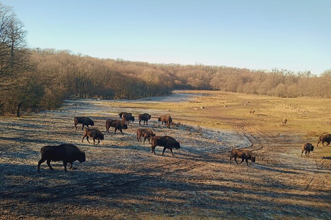 Bison National Reserve and Drakula’s Grave in a half day trip - A Smart Half-Day Route Out of Bucharest (8:30 AM Start)