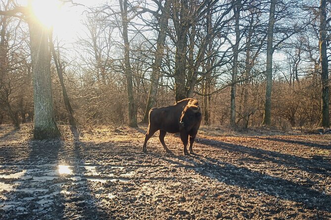 Bison National Reserve and Drakula’s Grave in a half day trip - Ploiești Oil Stories: Why Romania’s Industrial Past Fits This Morning