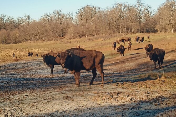 Bison National Reserve and Drakula’s Grave in a half day trip - Should You Book This Bucharest Bison and Dracula Half-Day?
