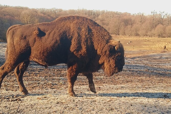Bison National Reserve and Drakula’s Grave in a half day trip - Neagra Bison Reservation: Europe’s Largest Bison Project Time