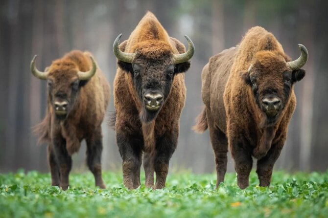 Bison Sanctuary, Vlad the Impaler Princely Court & Dracula Grave - A 9-Hour Route That Blends Real Nature With Vlad-Era Romania