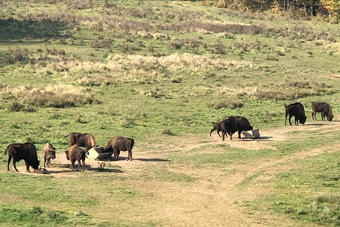 Bison Sanctuary, Vlad the Impaler Princely Court & Dracula Grave - Who Should Book This Tour (and Who Might Want a Different Plan)