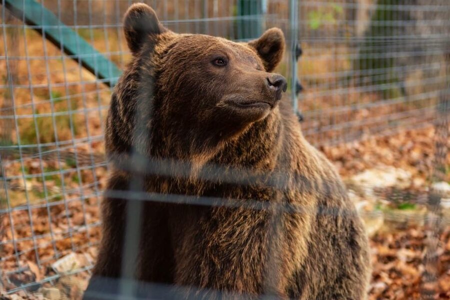 Bucharest: Bran Castle and Bear Sanctuary Small-Group Tour - Key highlights worth your time