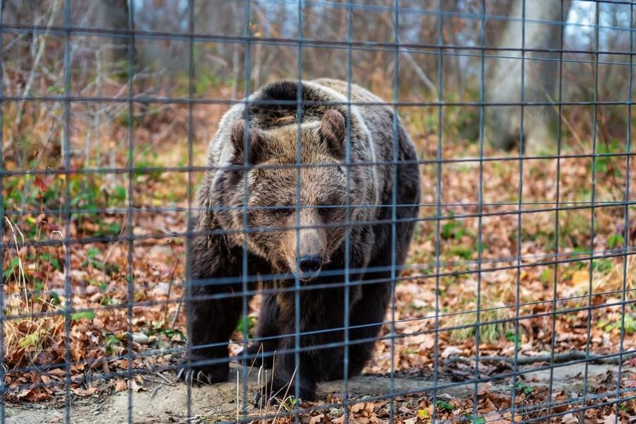 Bucharest: Bran Castle and Bear Sanctuary Small-Group Tour - Who this tour suits best (and who should reconsider)
