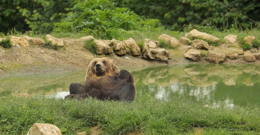 Bucharest: Day Trip to Bear Sanctuary, Bran Castle & Brasov - Should You Book This Tour?