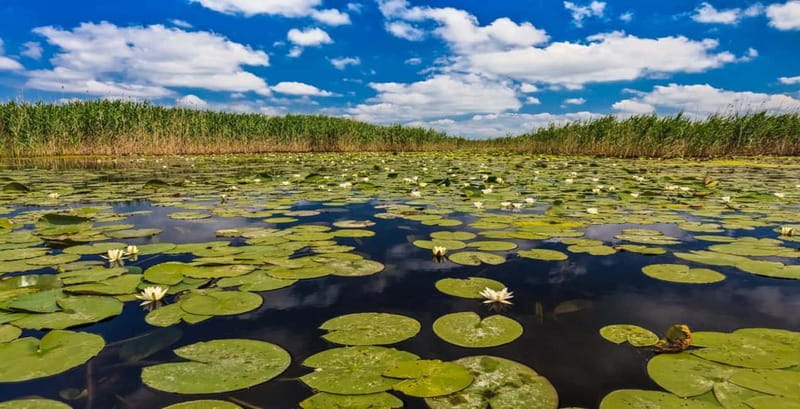 Bucharest: Day Trip to Danube Delta Small Group Premium Tour - Danube Delta in a Single Day: What Makes This Trip Special