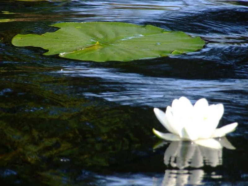 Bucharest: Day Trip to Danube Delta Small Group Premium Tour - From Bucharest to Tulcea: Road Time You’ll Actually Feel
