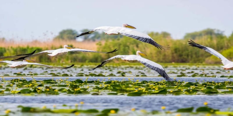 Bucharest: Day Trip to Danube Delta Small Group Premium Tour - The 3.5 Hours on the Water: Birds, Reeds, and Hidden-Lake Stops