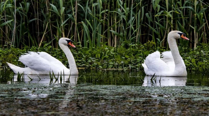 Bucharest: Day Trip to Danube Delta Small Group Premium Tour - Boarding in Tulcea: How the Speedboat Ride Changes the Experience