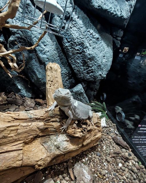 Bucharest: Reptiland Bucharest Entry Ticket - What to bring and how to get the most from your visit