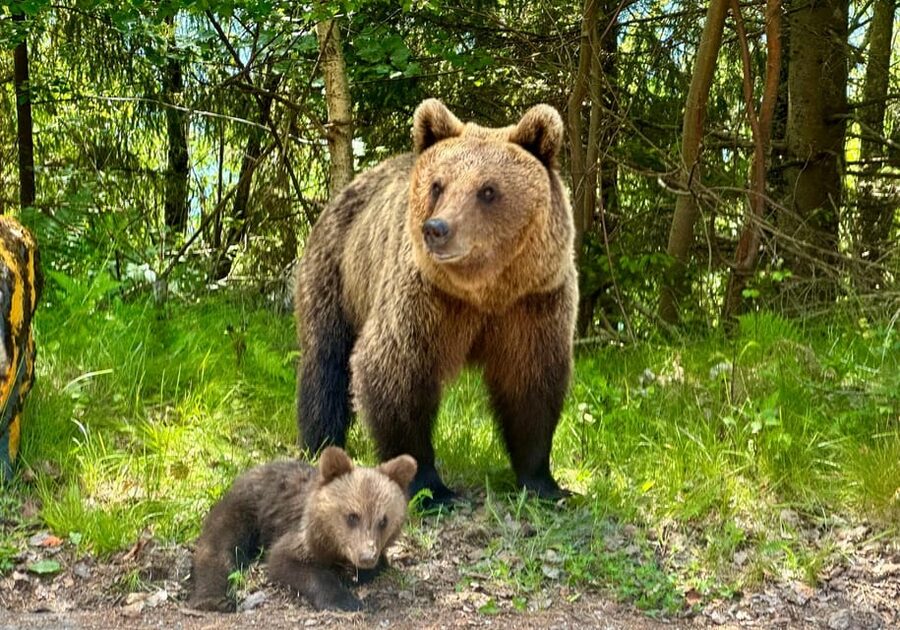 Bucharest: Top Gear Road - Transfăgărășan Highway Day Trip - Wild brown bears on the roadside: how to watch without messing it up