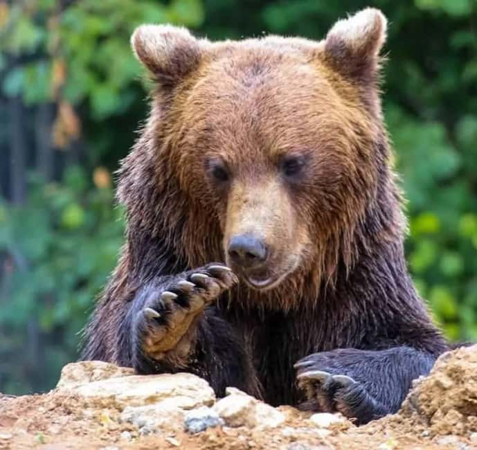 Cave Valley, Râșnov Fortress, Bran Castle & Bear Sanctuary - Key highlights to look forward to
