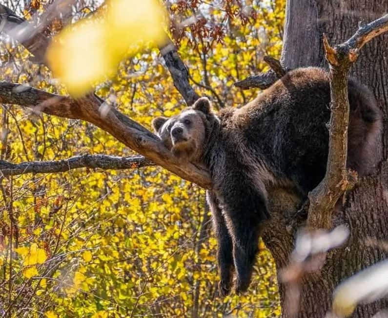 Cave Valley, Râșnov Fortress, Bran Castle & Bear Sanctuary - Râșnov Fortress: peasant defenses and Teutonic Knights legends