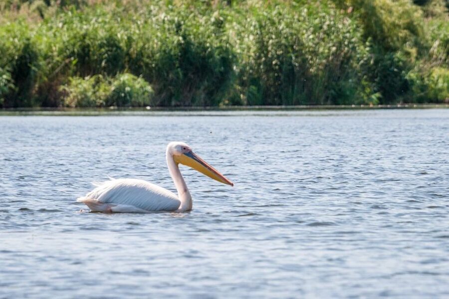 Danube Delta - 2-Day Tour from Bucharest - Key Highlights to Look Forward To