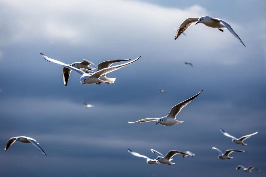 Danube Delta - 2-Day Tour from Bucharest - Why This 2-Day Danube Delta Plan Makes Sense