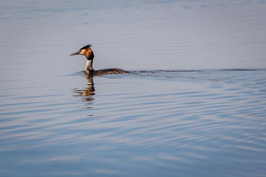 Danube Delta - 2-Day Tour from Bucharest - Entering the Danube Delta: UNESCO Wetlands You Can Feel