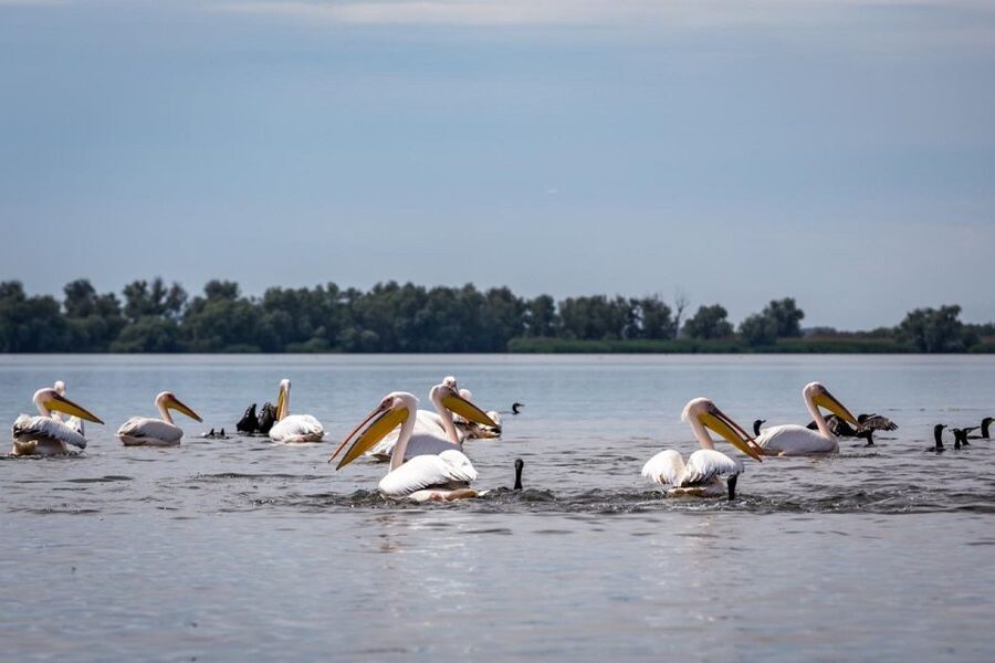 Danube Delta - 2-Day Tour from Bucharest - The Included Boat Trip: Bird Watching, Fishing, and Boat Reality