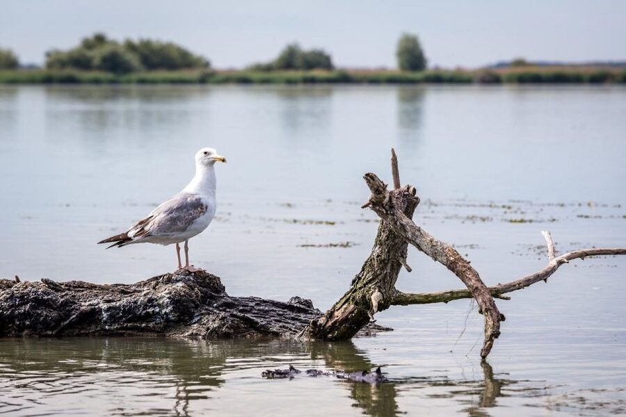 Danube Delta - 2-Day Tour from Bucharest - Your One Night in the Delta: Breakfast, Rest, and What You’ll Actually Pay For