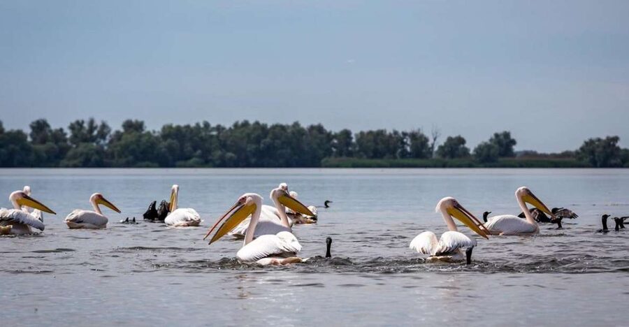 Danube Delta - 2-Day Tour from Bucharest - Day 2: More Delta Time, Then Back Via Tulcea to Bucharest