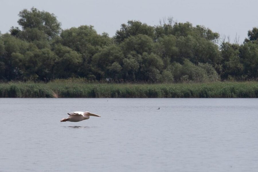Danube Delta - 2-Day Tour from Bucharest - Practical Tips Before You Go (Especially for Wildlife Days)