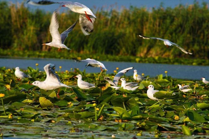 Danube Delta and Black See - 2 Days Private Tour from Bucharest - From Bucharest to Tulcea: Why the Overnight Matters