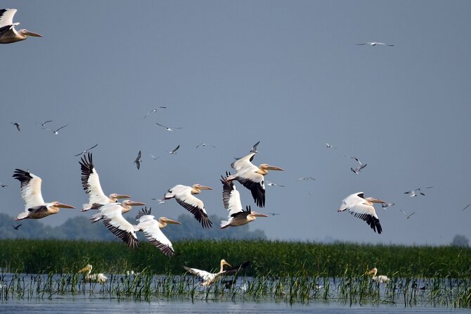 Danube Delta and Black See - 2 Days Private Tour from Bucharest - A 6-Hour Danube Delta Boat Trip: Birds, Waterways, and Those Big Quiet Views