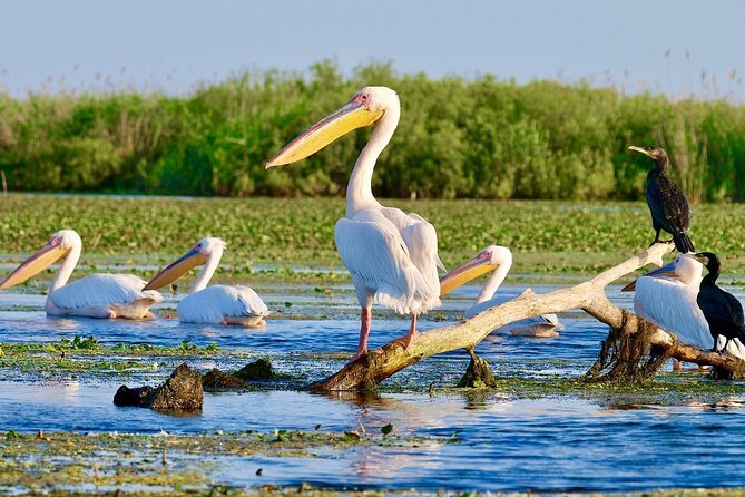 Danube Delta and Black See - 2 Days Private Tour from Bucharest - Mamaia Beach (Constanța): A Real Break on the Black Sea