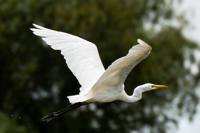Danube Delta - Private Tour with Boat Trip & Traditional Lunch - The Danube Delta boat time: what is included vs what costs extra