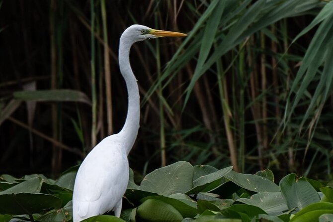 Danube Delta - Private Tour with Boat Trip & Traditional Lunch - Traditional lunch at the delta: fish-forward, simple, and filling