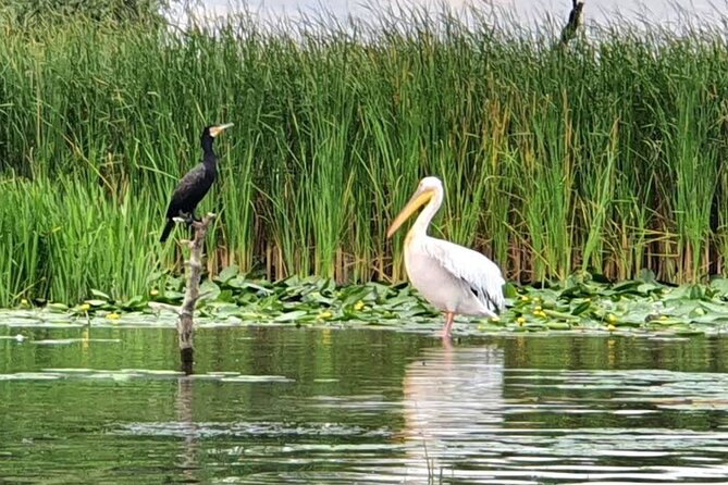 Danube Delta - Private Tour with Boat Trip & Traditional Lunch - Who this private Danube Delta day trip fits best