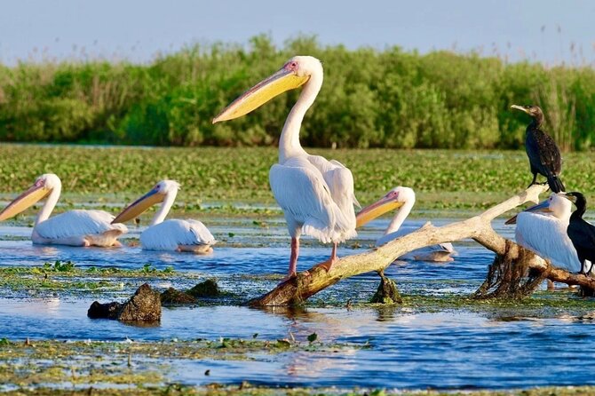 Danube Delta -Small group Tour- Boat Trip & Traditional Lunch - A 7:30am start that’s actually part of the payoff