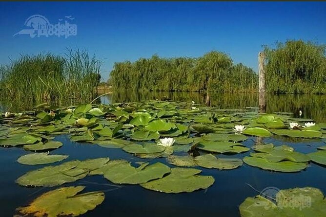 Danube Delta -Small group Tour- Boat Trip & Traditional Lunch - Guide style and how to get more than photos