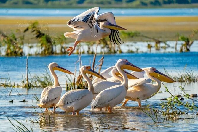 Danube Delta -Small group Tour- Boat Trip & Traditional Lunch - Best time to go: birds keep showing up, but the season changes the mood