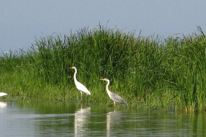 Danube Delta -Small group Tour- Boat Trip & Traditional Lunch - Should you book this Danube Delta small-group tour?